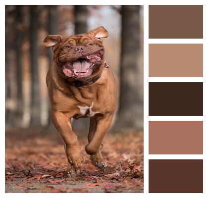 Bordeaux Mastiff Animal Dog Image